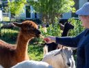 ewe nique hobby farm  