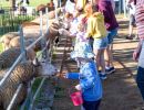 ewe nique hobby farm  