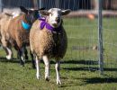 ewe nique hobby farm  