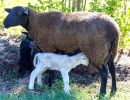 ewe nique hobby farm  