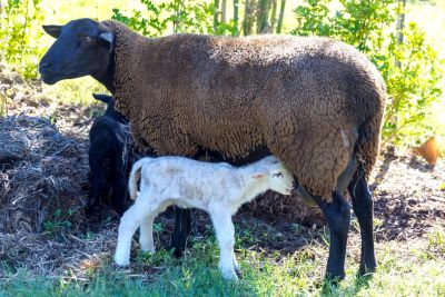ewe nique hobby farm  