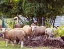 ewe nique hobby farm  