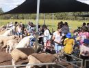 ewe nique hobby farm  